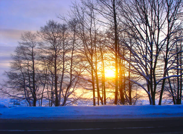 Winter trees on winter sunset landscape