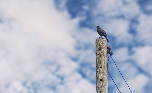 Singing bird on top of telegraph pole.