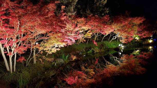 istock Autumn leaves and the reflection on the water. 884638404