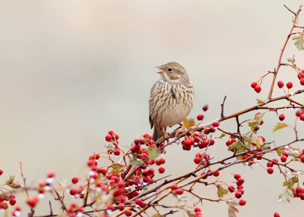 istock A corn bunting (Emberiza calandra) sits on a hawthorn bush wit a red berries and rain drops on them. A bird isolsted on blurred beige background 884638936