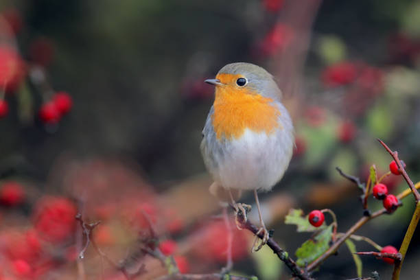istock European robin sits on a hawthorn bush wit a red berries and rain drops on them 884638938