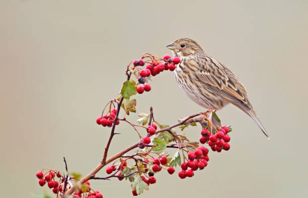 istock A corn bunting (Emberiza calandra) sits on a hawthorn bush wit a red berries and rain drops on them. A bird isolsted on blurred beige background 884638942