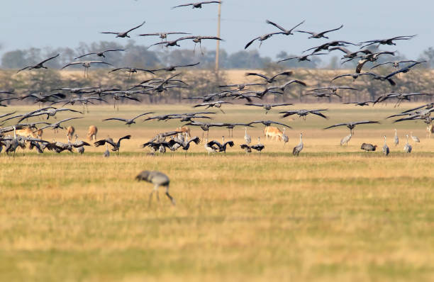 istock A large flock of grey crane landing 884639058