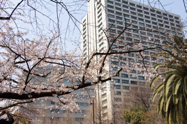 istock Cherry blossoms in central Tokyo, Japan 884641588