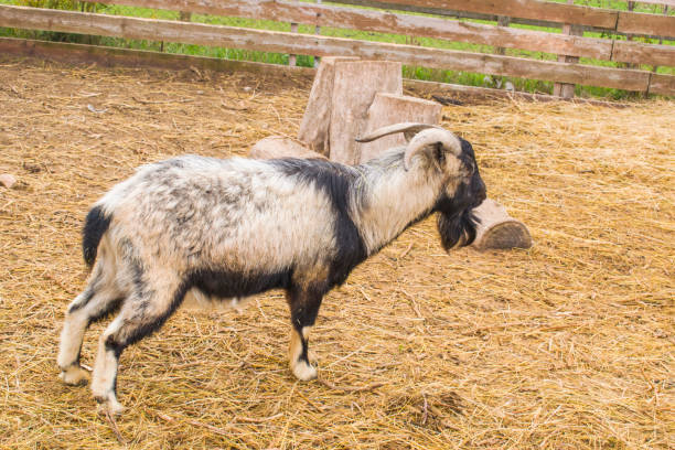 istock The mountain goat stretched out. 884642056