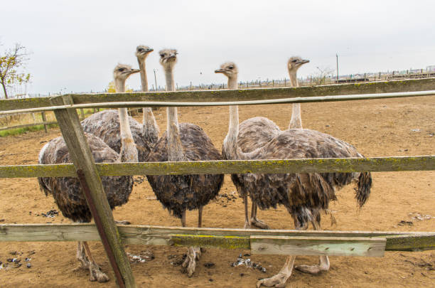A man rides an Ostrich.