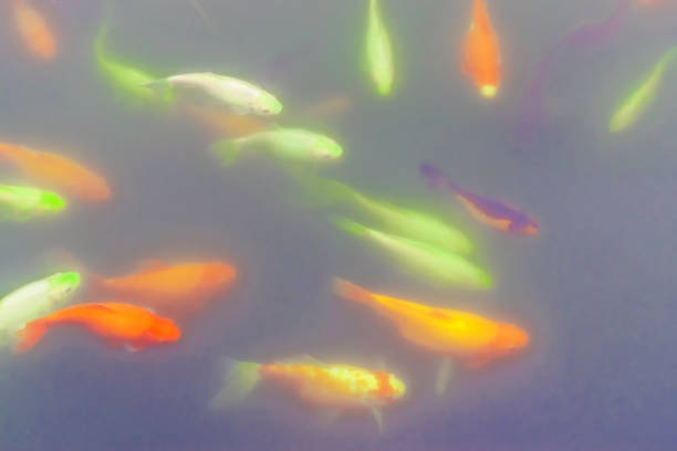 istock Colored ornamental fish swim in an artificial pond. 884642282