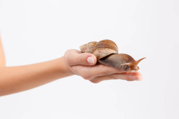istock Ahatina on palm on white isolated background 884647084