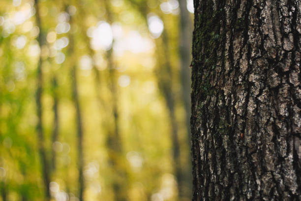 istock Tree trunk in yellow autumn forest scene 884649718