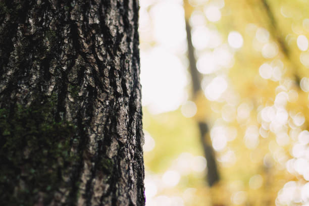 istock Tree trunk in yellow autumn forest scene 884650040