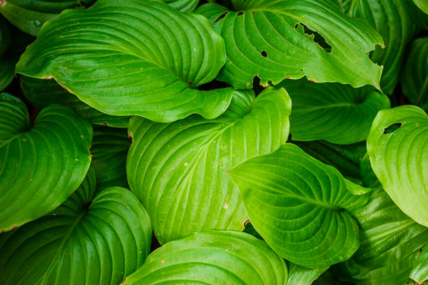 Hosta leaves. Plantain Lily. Foliage background