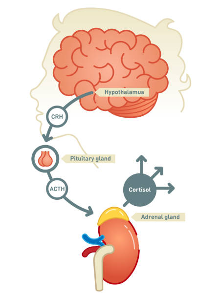 ilustrações de stock, clip art, desenhos animados e ícones de cortisol diagram - suprarenal gland