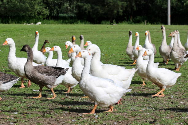 istock geese on the farm 884650898