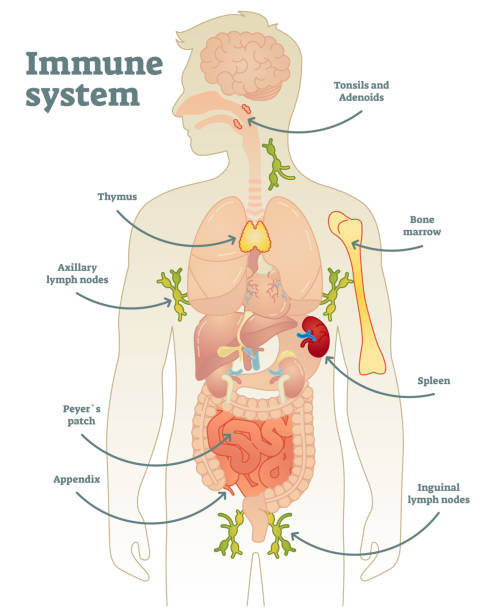 illustrazioni stock, clip art, cartoni animati e icone di tendenza di sistema immunitario - lymph node