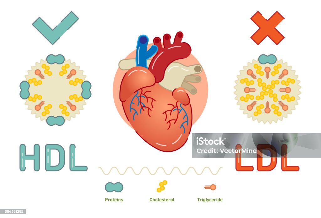 Ce qui est des lipoprotéines - clipart vectoriel de Lipoprotéine libre de droits