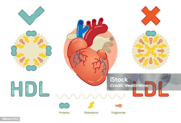 Ce Qui Est Des Lipoprotéines Vecteurs libres de droits et plus d'images vectorielles de Lipoprotéine - Lipoprotéine, Lipoprotéine de haute densité, Triglycéride