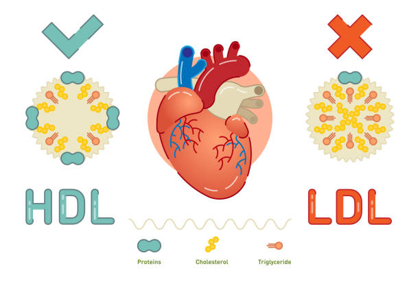 illustrazioni stock, clip art, cartoni animati e icone di tendenza di cos'è la lipoproteina - cholesterol
