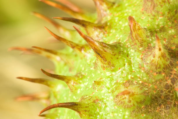 Isolated image of chestnut closeup