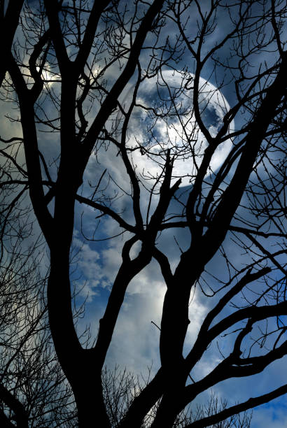 istock image of trees against the moon close up 884653090