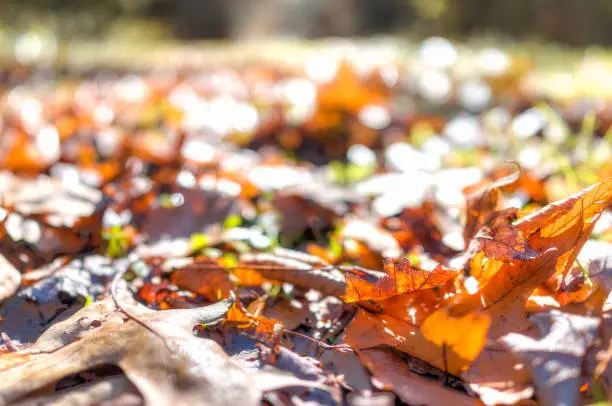 Many fallen autumn brown orange golden leaves on ground in sunlight during day macro closeup