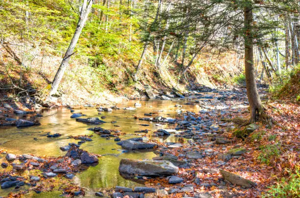 Photo of East Fork Greenbrier River creek in West Virginia during colorful autumn with many rocks and fallen leaves by forest in Island Campground