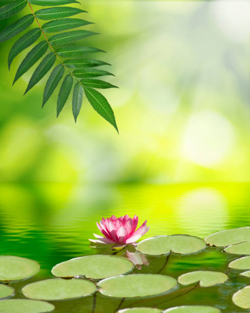 istock lotus flower on the water 884656954