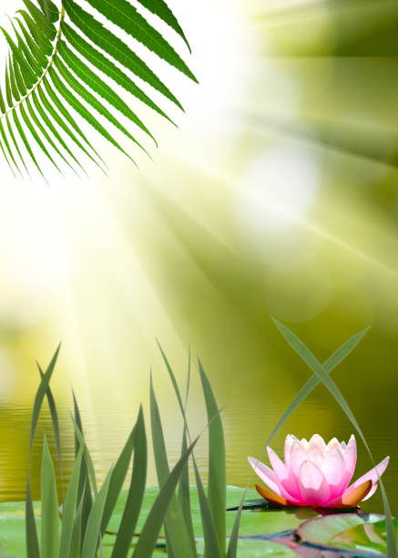 image of lotus flower on the water