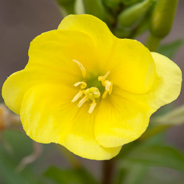 istock Evening primrose; close-up of flower 884661200