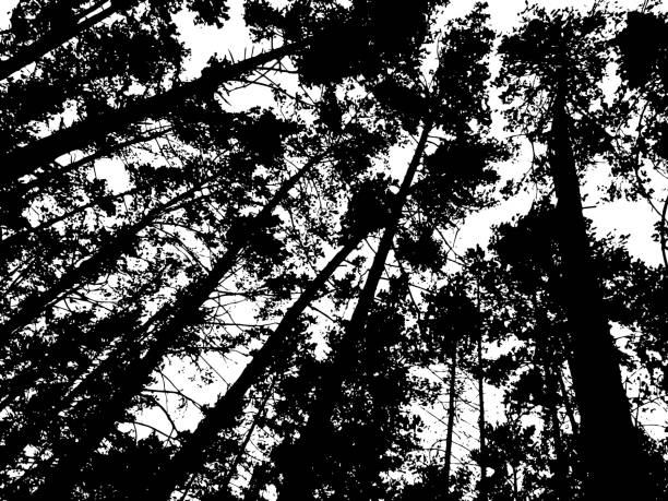 Free Stock Photo of Majestic Pine Tree in Black and White | Download ...