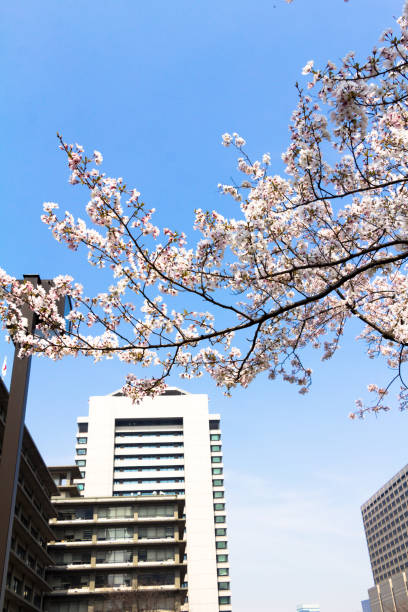 istock Cherry blossoms in central Tokyo, Japan 884663670