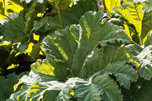 istock Brazilian giant rhubarb (Gunnera manicata) 884666694