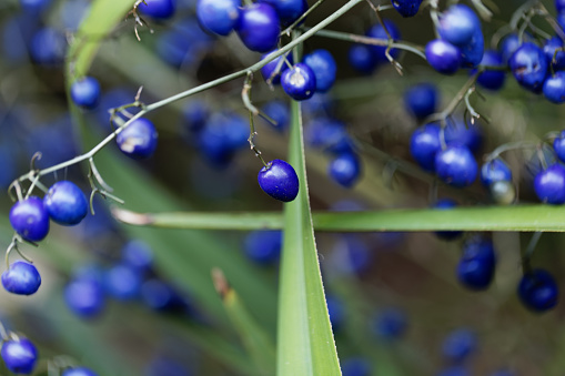 Berries of a Tasman Flax lily (Dianella tasmanica)