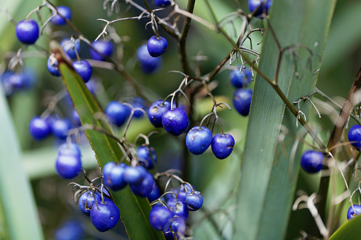 Berries of a Tasman Flax lily (Dianella tasmanica)