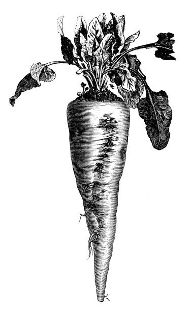 illustrazioni stock, clip art, cartoni animati e icone di tendenza di botanica piante di verdure antica illustrazione incisione: barbabietola da zucchero - beet common beet isolated sugar beet