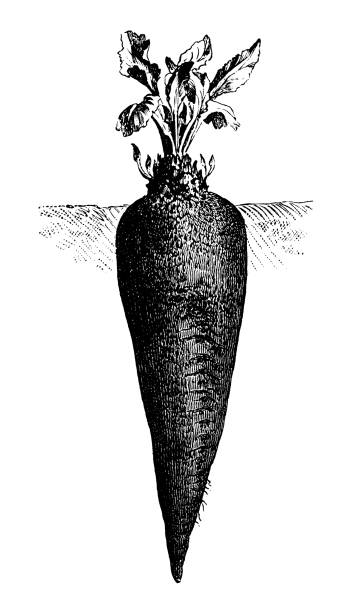 illustrazioni stock, clip art, cartoni animati e icone di tendenza di botanica piante di verdure antica illustrazione incisione: barbabietola da zucchero - beet common beet isolated sugar beet