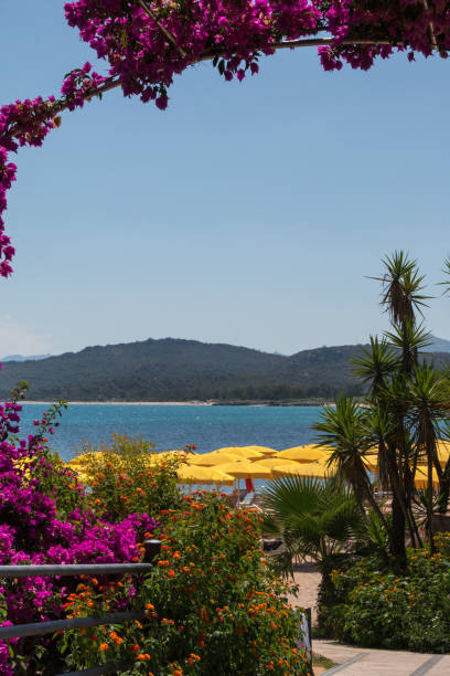 istock Palm Trees, Flowers and Plants near Beach 884671504