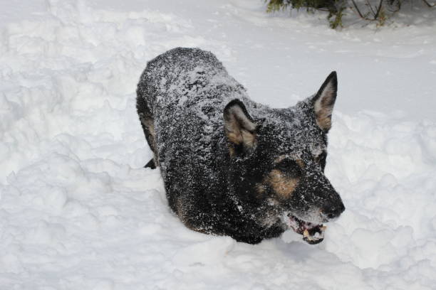 istock Mature Full Grown German Shepherd Outside Playing In The Snow 884671664