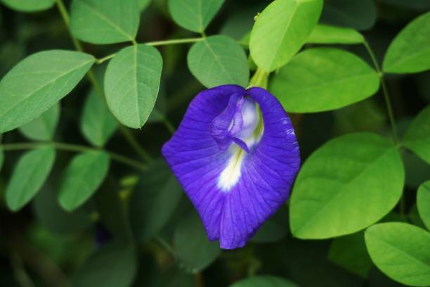 istock Clitoria ternatea flower in nature garden 884674646
