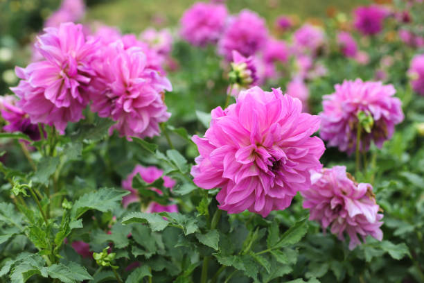 istock pink dahlia flower growing 884675274