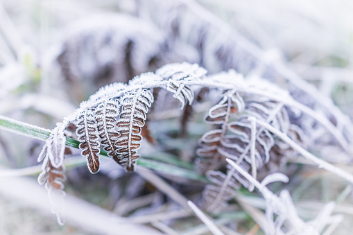 Macro closeup of frost ice crystals on brown fern branch leaves plant in morning snow