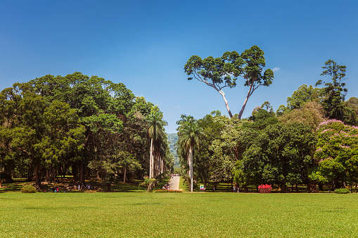Panoramic view of Royal Botanical King Gardens, Peradeniya, Sri Lanka, locates near Kandy