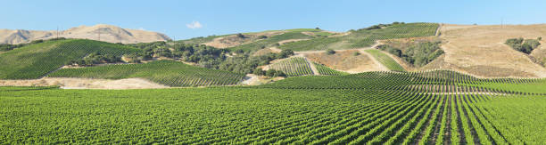 Panoramic Vineyard Landscape - Summer Panoramic vineyard landscape during summer (California). vineyard california santa barbara county panoramic stock pictures, royalty-free photos & images