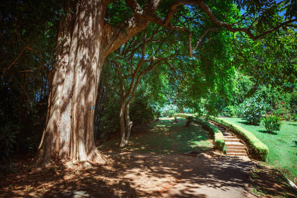 bambus-gasse, zu fuß weg und bank im royal botanic könig gardens. peradeniya. kandy. sri lanka. - royal botanical garden stock-fotos und bilder