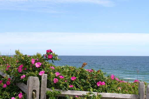 Beach roses growing wild on the New England coast
