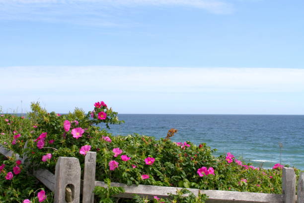 widok na ocean na przylądku cod national seashore - cape cod national seashore zdjęcia i obrazy z banku zdjęć