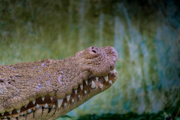 istock Mouth of White Crocodile 884693124
