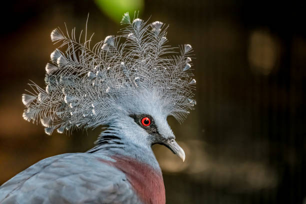 istock Victoria Crowned Pigeon 884693146