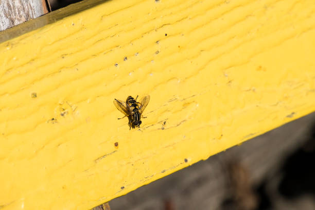 Small striped hoverflies sits on a yellow board (Syrphidae)