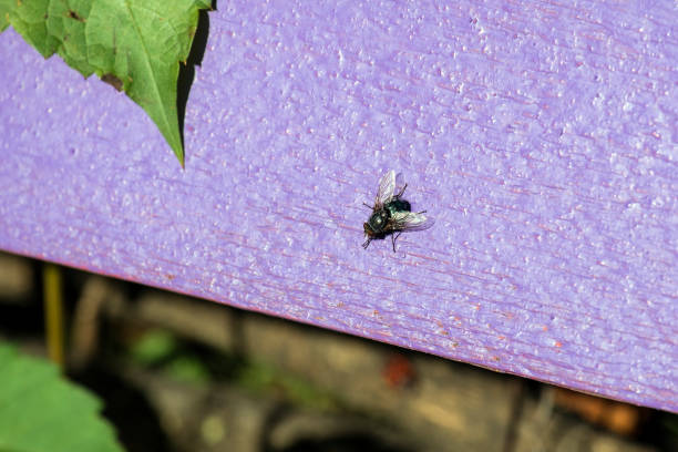 Bibio lanigerus is a species of fly in the family Bibionidae.