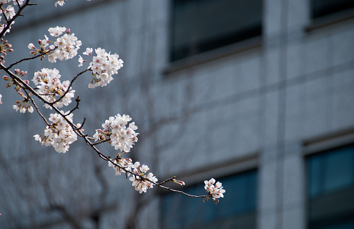 White Cherry blossom sakura tree with blur office background